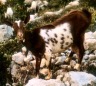 Maltese goat